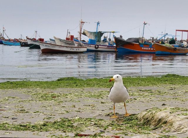 [Example chippy name] #3, Mockton (placeholder stock photo)